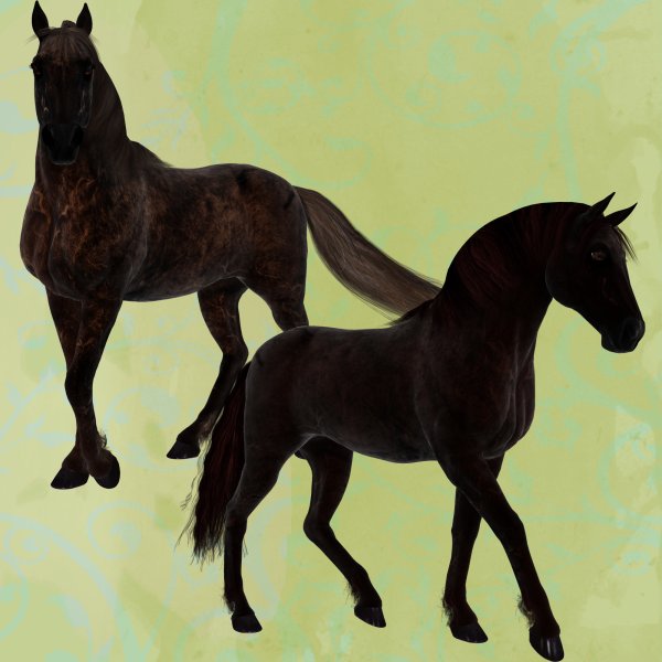   Black and Brown Horses [exc]
