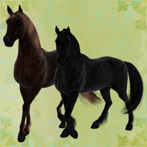   Black and Brown Horses [exc]