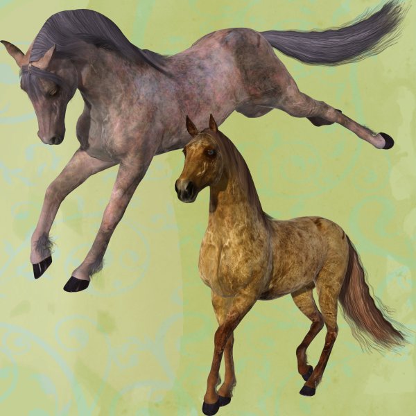   Champagne Horse Coats [exc]