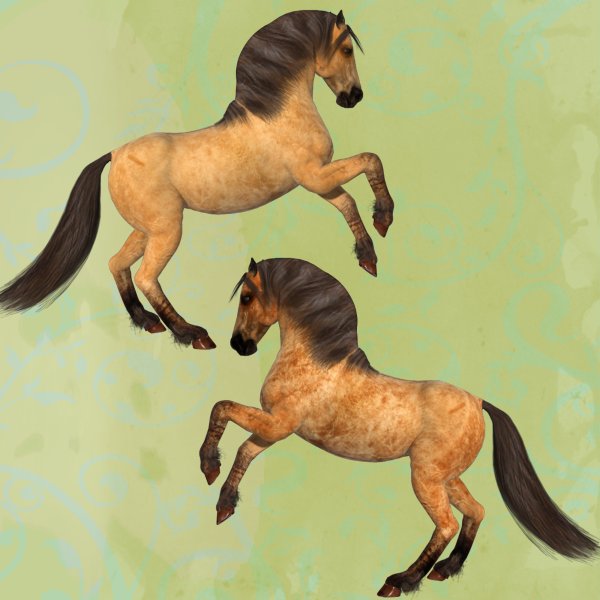   Duns Horse Coats [exc]