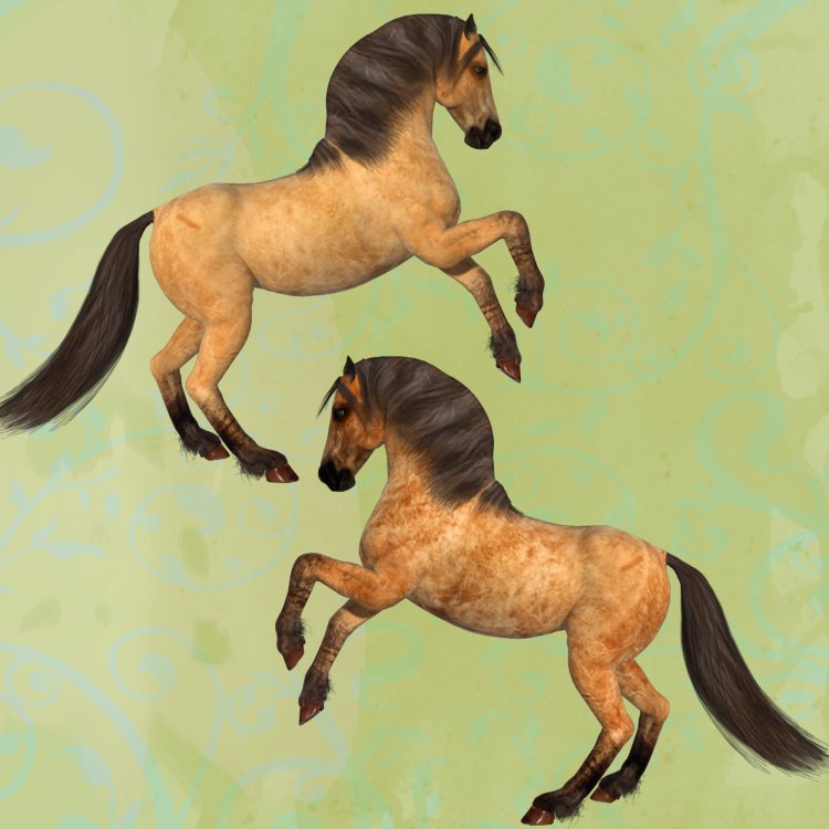   Duns Horse Coats [exc]