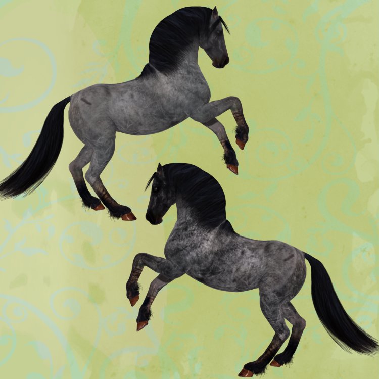   Duns Horse Coats [exc]