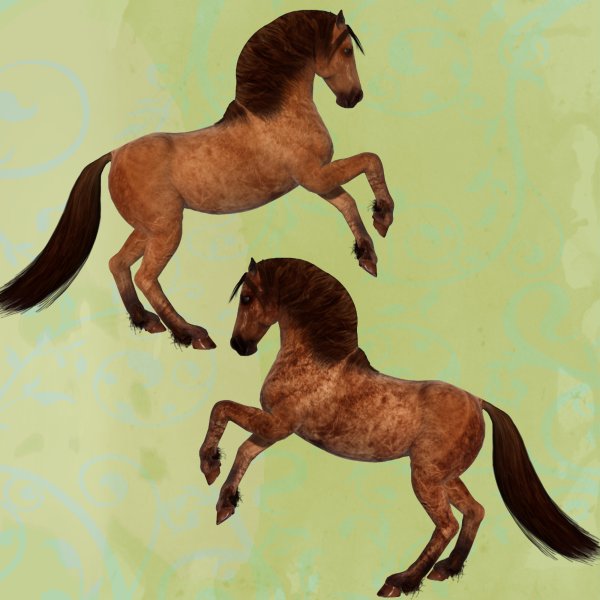   Duns Horse Coats [exc]