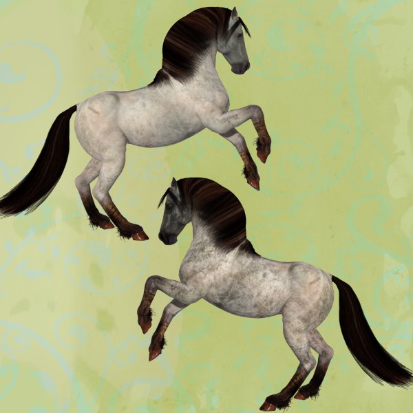   Duns Horse Coats [exc]