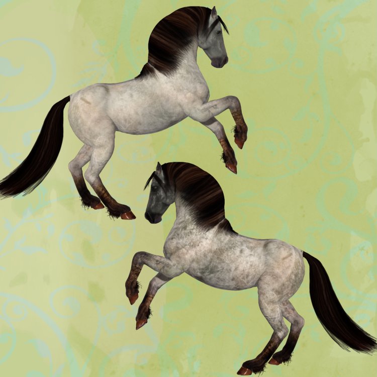   Duns Horse Coats [exc]