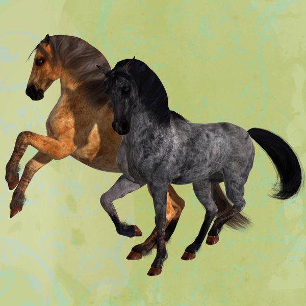   Duns Horse Coats [exc]