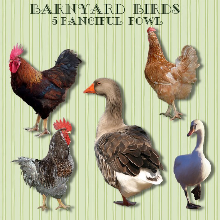   Domestic Farm Animals 1 [exc]