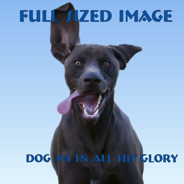   Happy Tame Dogs 6 [exc]