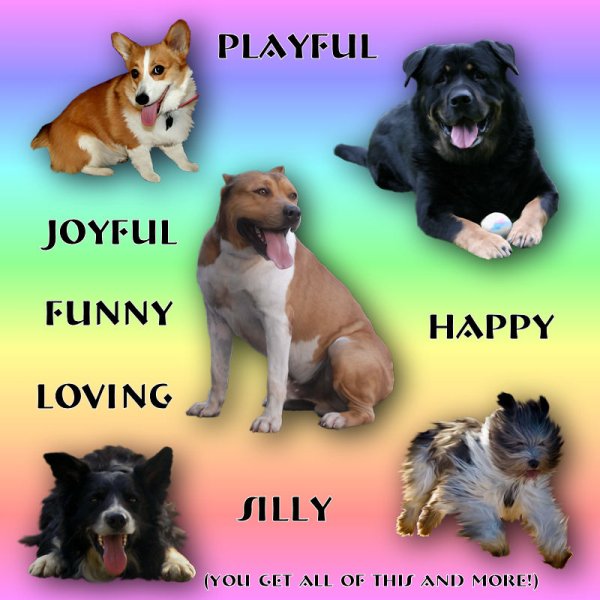   Happy Tame Dogs 6 [exc]