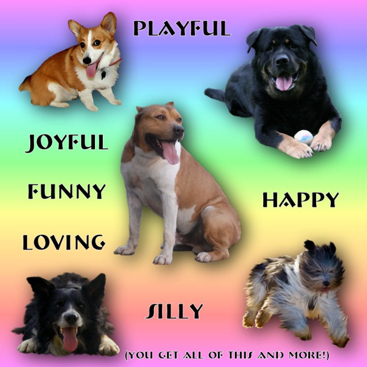   Happy Tame Dogs 6 [exc]