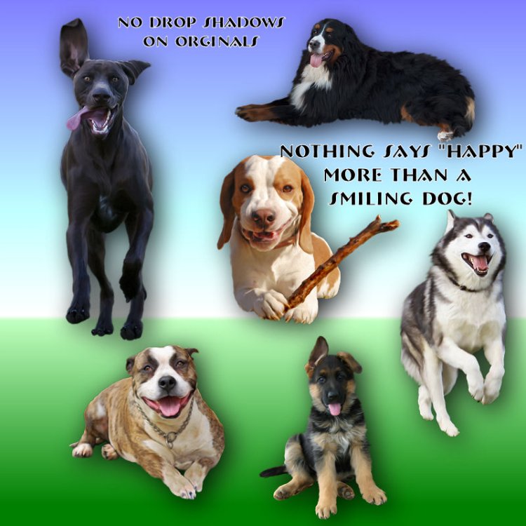   Happy Tame Dogs 6 [exc]