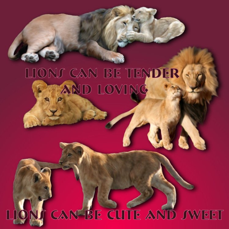   Jungle Lions 2 [exc]