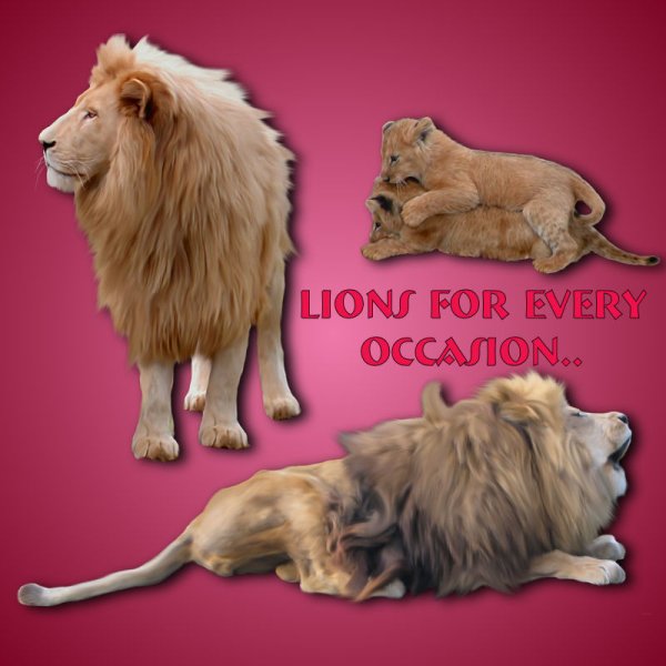   Jungle Lions 2 [exc]