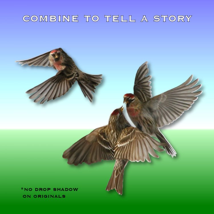   Birds Nest Flighty [exc]