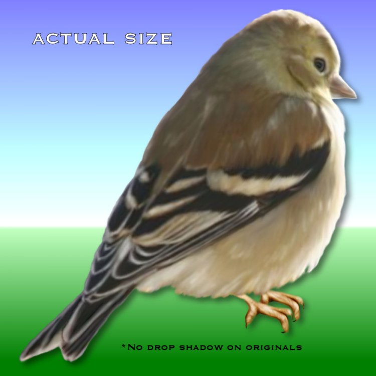   Birds Nest Flighty [exc]