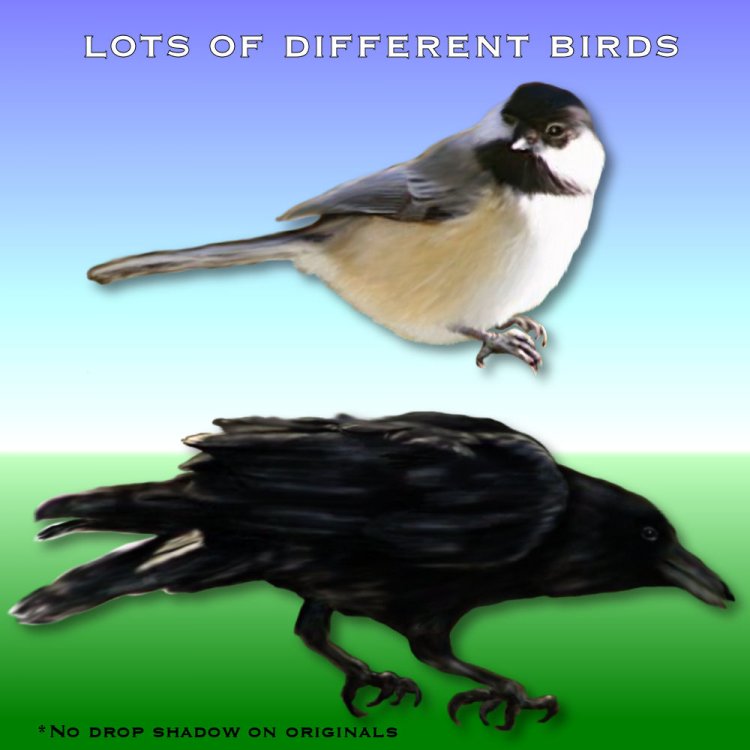   Birds Nest Flighty [exc]