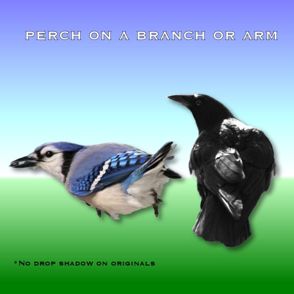   Birds Nest Flighty [exc]