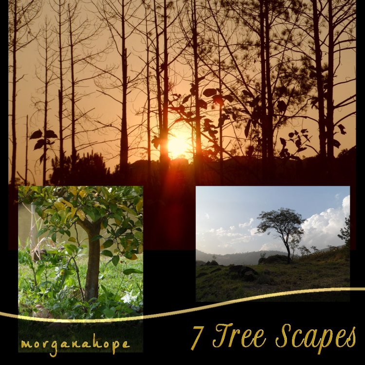   Tree Scapes [exc]
