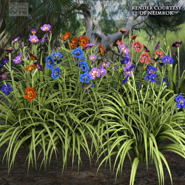   Autumn Elegance Daylily